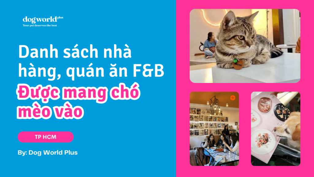 Danh sách nhà hàng, quán ăn F&B được mang chó mèo vào ở TP.HCM