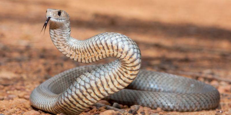 Giải mã mơ thấy rắn đánh con gì cho tiền tài đầy túi