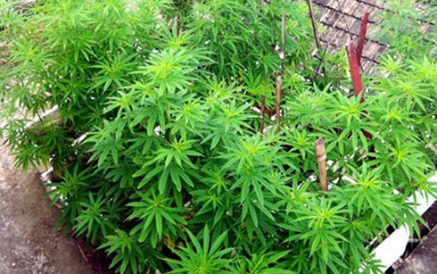 Ngâm rượu bằng cây cần sa và những tác dụng từ cần sa