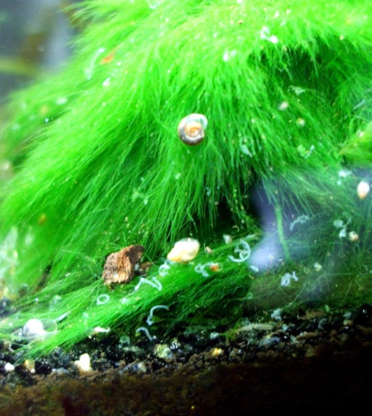 Loại bỏ ốc hại, sán trắng (giun) cho hồ cá thủy sinh đẹp