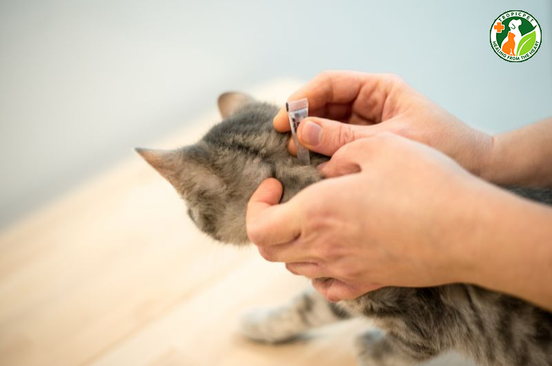 Tẩy giun cho mèo trước hay sau khi ăn