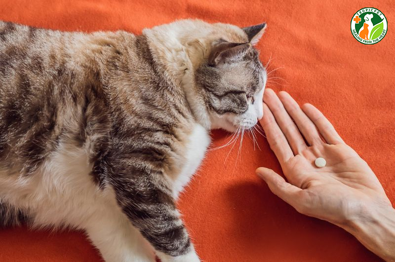 Tẩy giun cho mèo trước hay sau khi ăn sẽ đạt hiệu quả hơn?