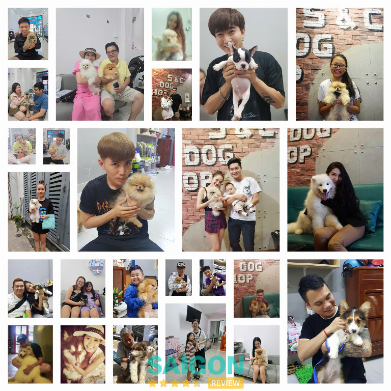 cửa hàng bán chó cảnh tphcm