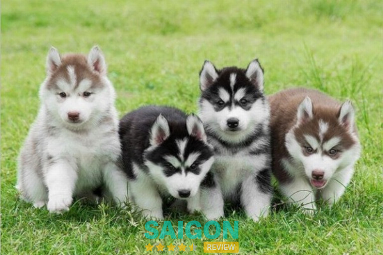 Chuồng chó Husky Sài Gòn