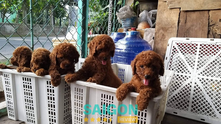 Trại F8 Kennel