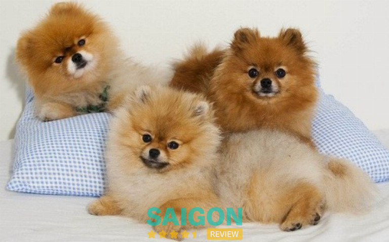 Cửa hàng chó Bin Bon