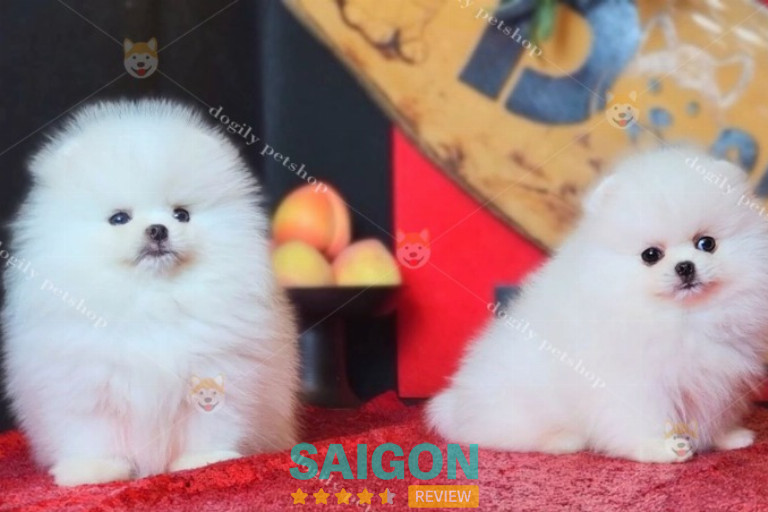 cửa hàng bán chó cảnh tphcm