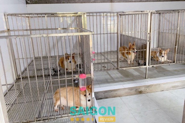 Trại Chó Nguyễn Thành cửa hàng bán chó cảnh tphcm