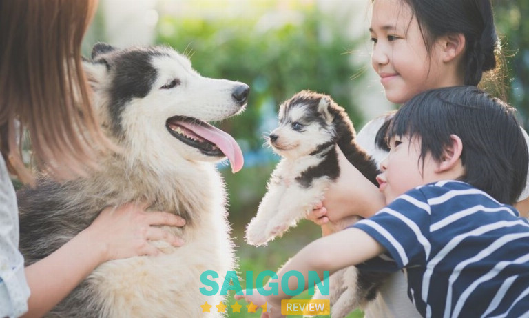 cửa hàng bán chó cảnh tphcm