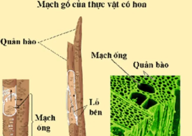 Mạch gỗ
