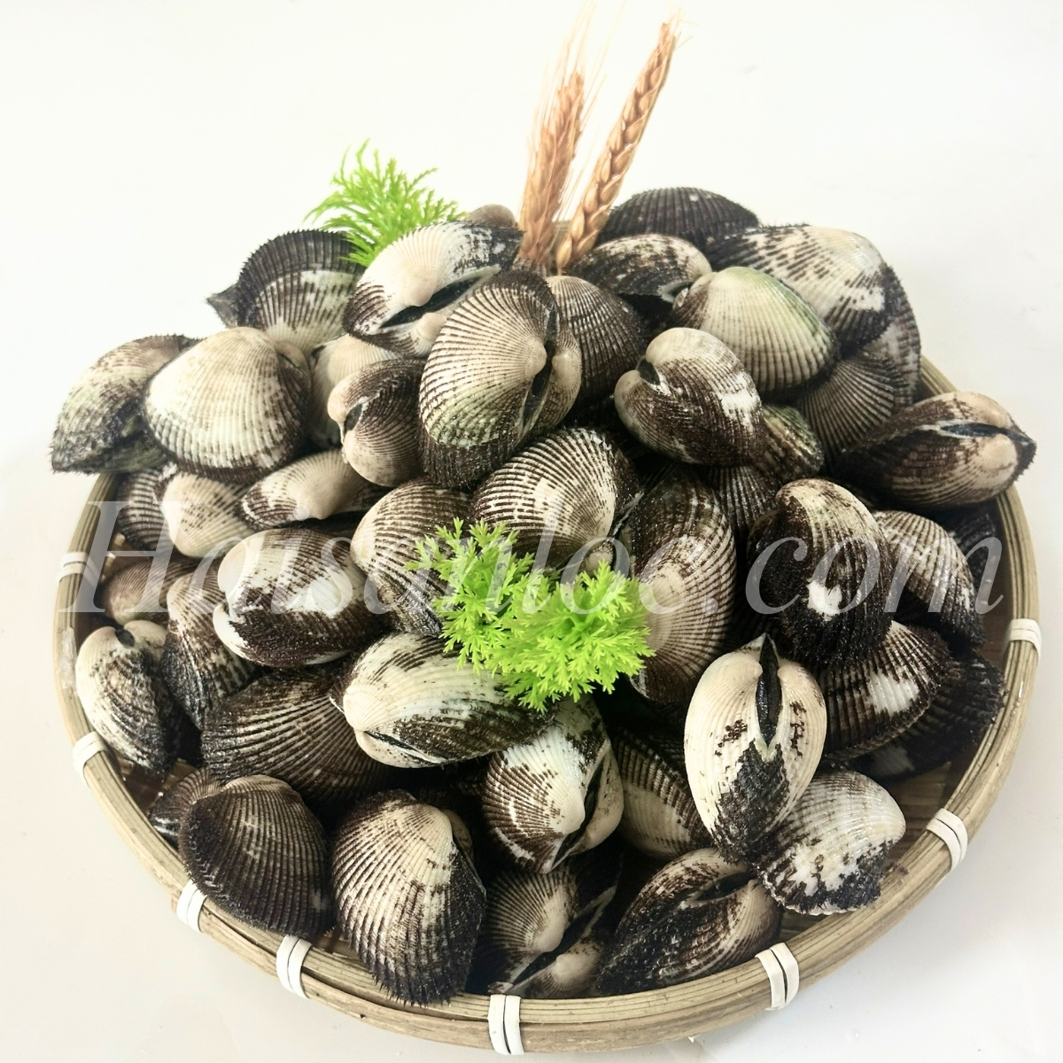 Chọn những con sò lông sống chất lượng tại Hải Sản Lộc