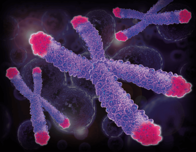 Ở trạng thái bình thường, cấu trúc nhiễm sắc thể tồn tại thành từng cặp