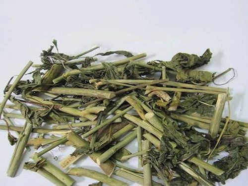 Tác dụng chữa bệnh của cây xương khỉ cần được sử dụng đúng cách