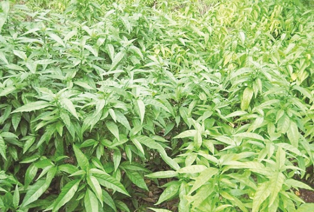 Tác dụng phụ của cây xương khỉ