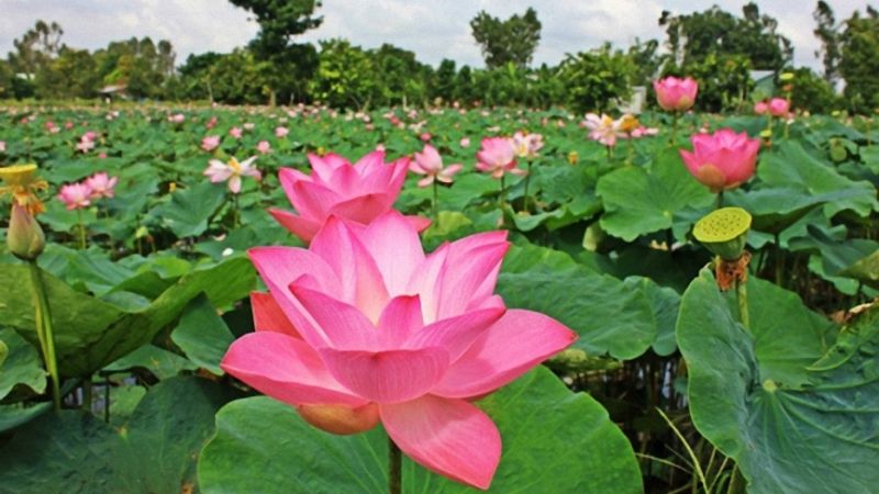 Tổng hợp hình nền Hình ảnh đồng quê Việt Nam đẹp nhất