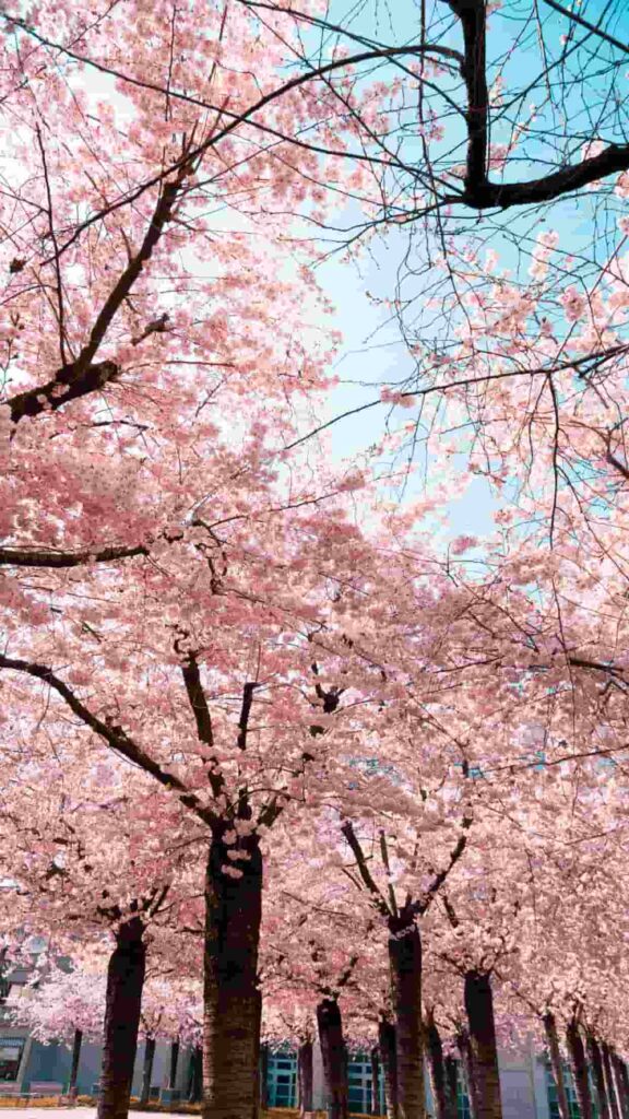 tải hình nền điện thoại cute