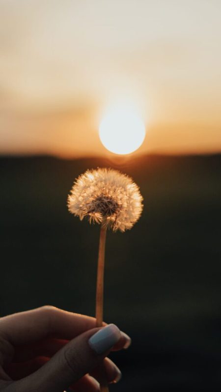 Hình nền điện thoại tải 101+ miễn phí