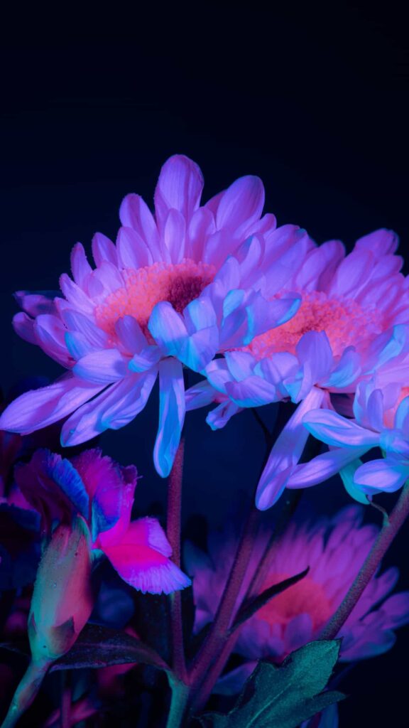 hình nền điện thoại iphone