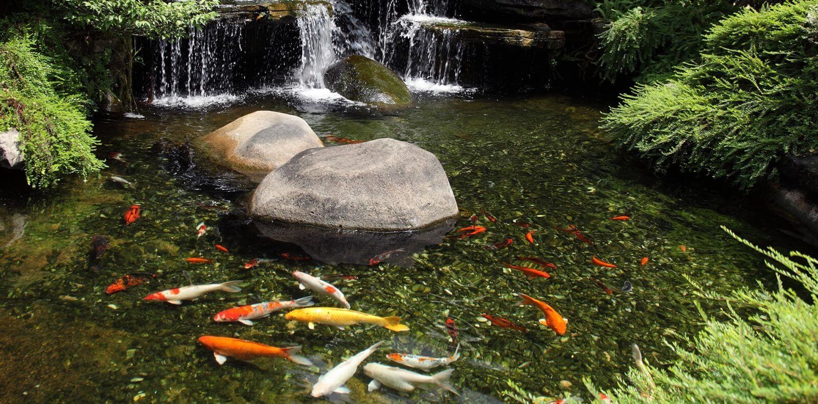 THi công thác nước cho hồ koi