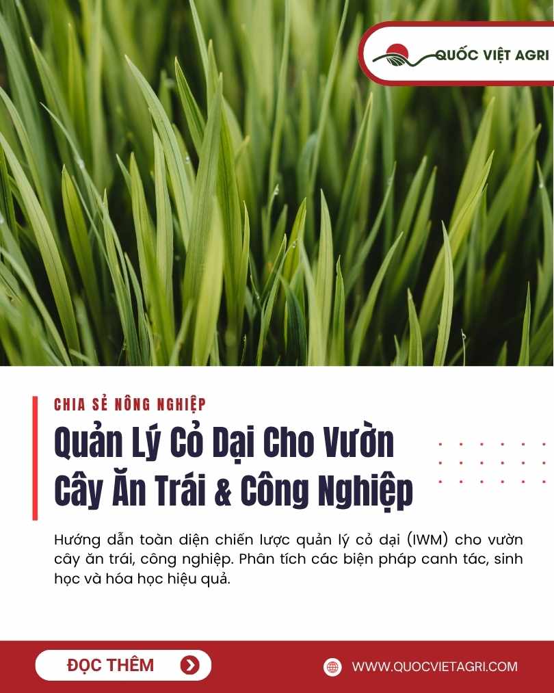 Ảnh bìa của Quốc Việt Agri cho bài viết về quản lý cỏ dại cho vườn cây ăn trái và công nghiệp, minh họa một vườn cây bị cỏ mọc nhiều