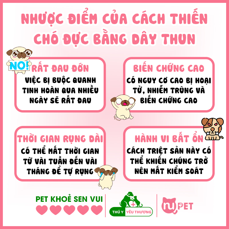 Cách thiến chó đực bằng dây thun
