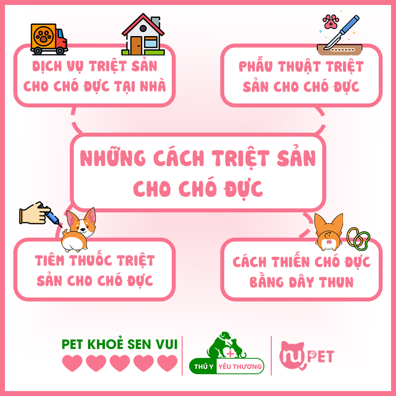 4 Cách triệt sản cho chó đực tại nhà hoặc phòng khám