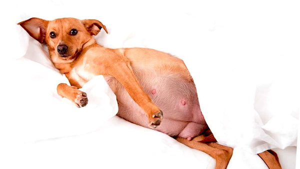 cach-tranh-thai-cho-meo