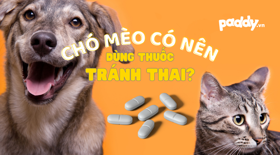 Có Nên Sử Dụng Thuốc Tránh Thai Cho Chó Mèo?