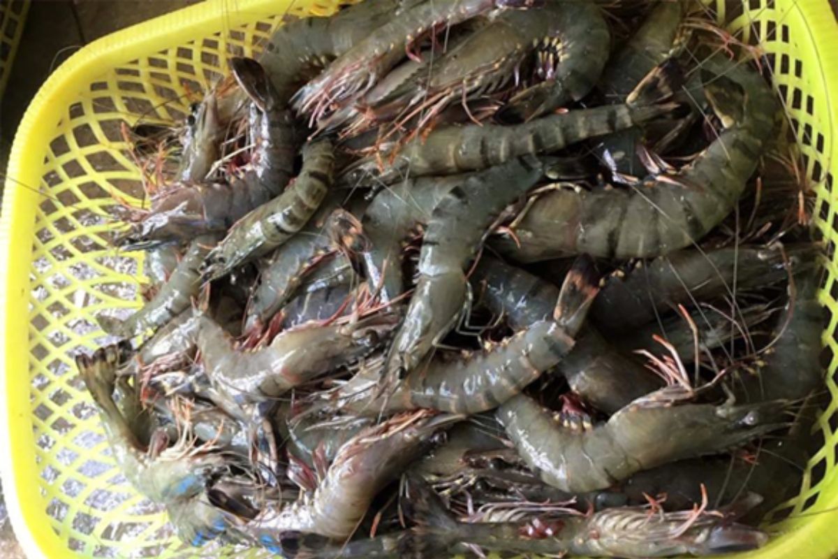 Cách phân biệt tôm sú biển và tôm sú nuôi