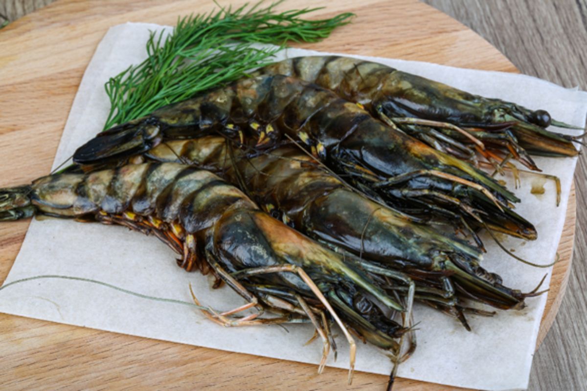 Cách phân biệt tôm sú biển và tôm sú nuôi