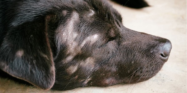 Dấu hiệu chó bị nấm da – nguyên nhân và cách điều trị chi tiết nhất