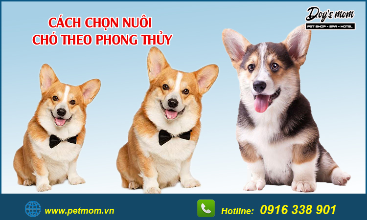 Cách chọn nuôi chó theo phong thủy hợp mệnh gia chủ nên tham khảo