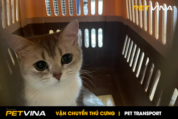 Vận chuyển chó mèo trong nước