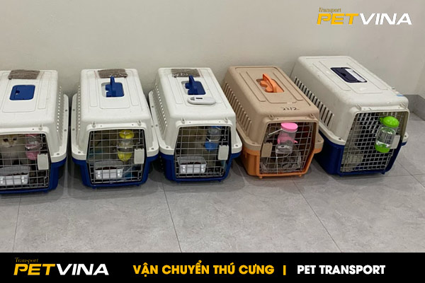 Vận chuyển chó mèo Nội địa