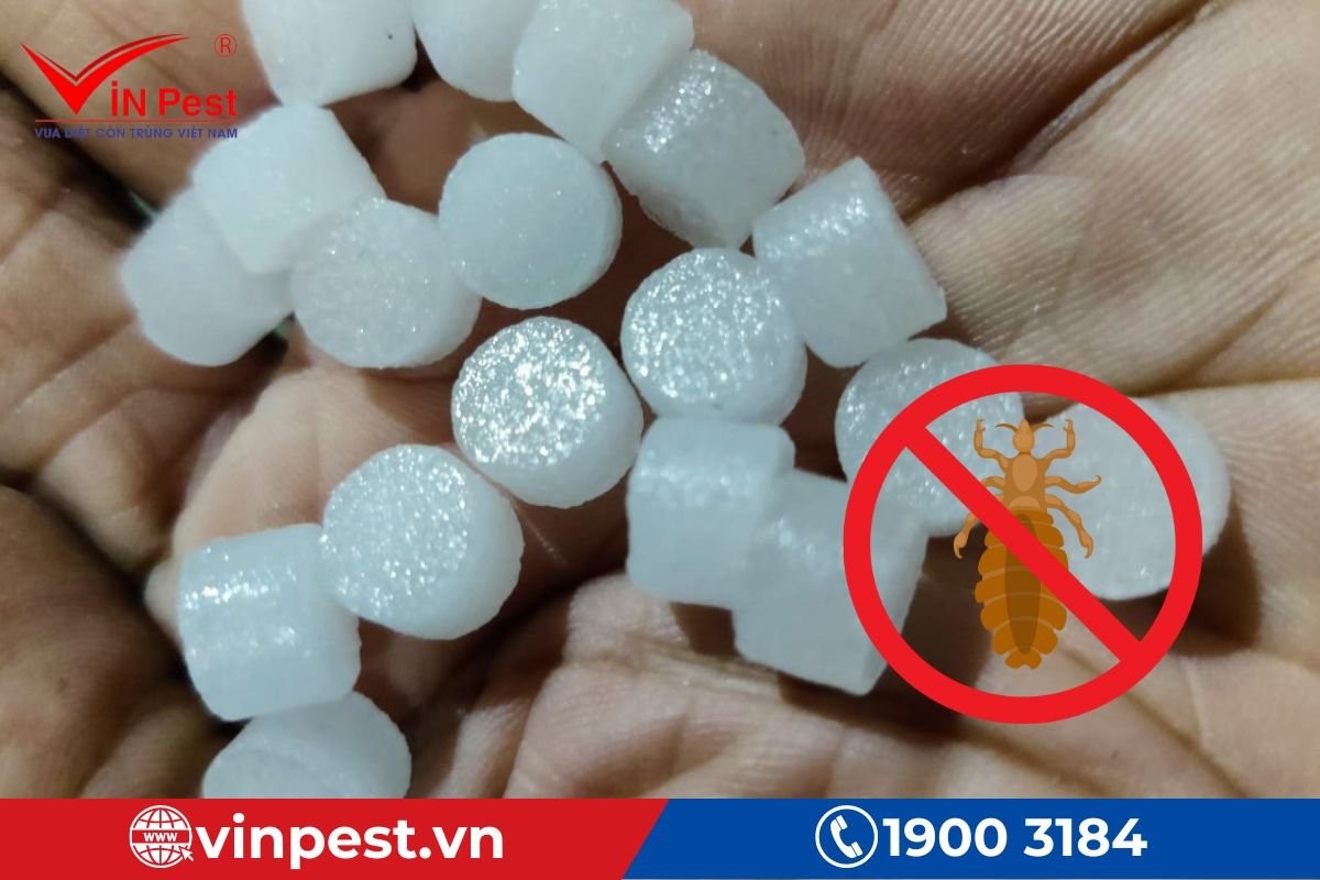 Các cách diệt ve chó tận gốc trong nhà