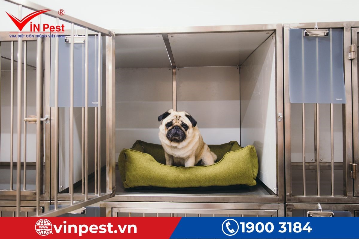 Biện pháp diệt ve chó tại nhà cho vật nuôi