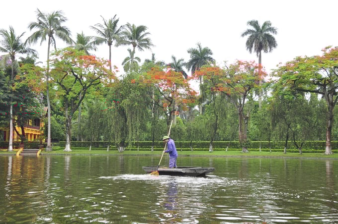 Nhân viên kỹ thuật tiến hành chống mối, bảo vệ cây vú sữa đồng của bào miền Nam tặng Bác trong vườn Khu di tích.