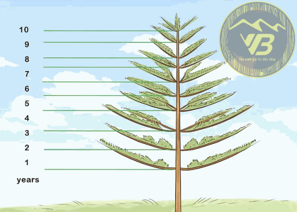 Tính tuổi của cây dựa vào cách đếm vòng cây