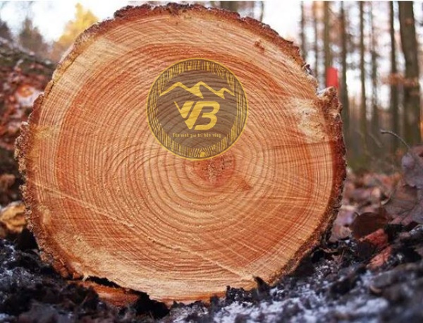 cách tính tuổi bằng số vòng cây