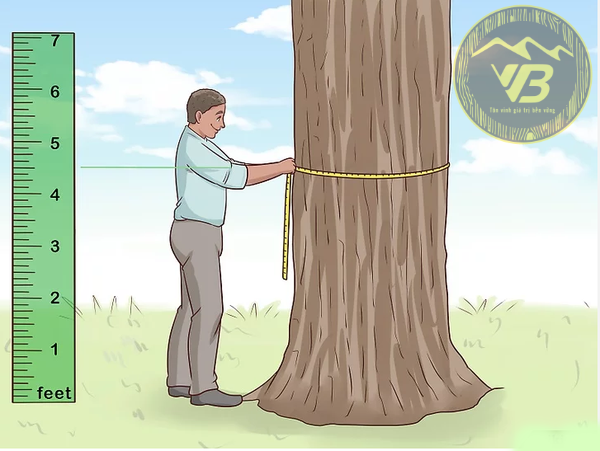 Cách Tính Tuổi Của Cây Gỗ Tròn