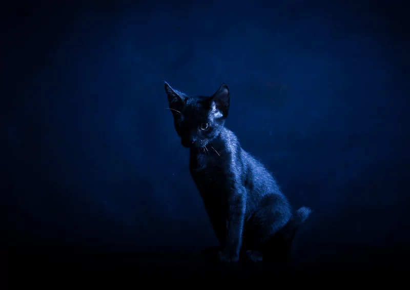 meo den hay con duoc goi la linh miu