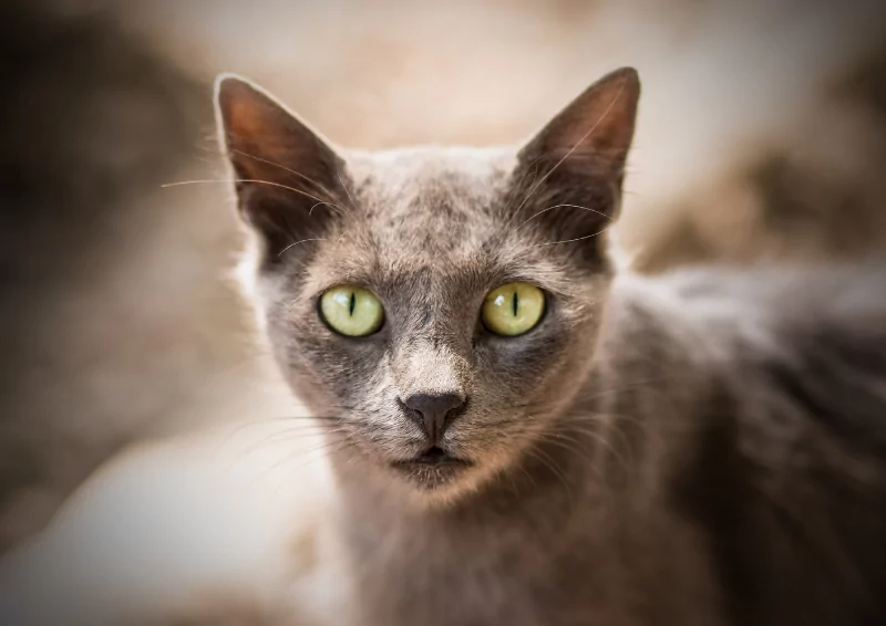 meo la loai dong vat tam linh