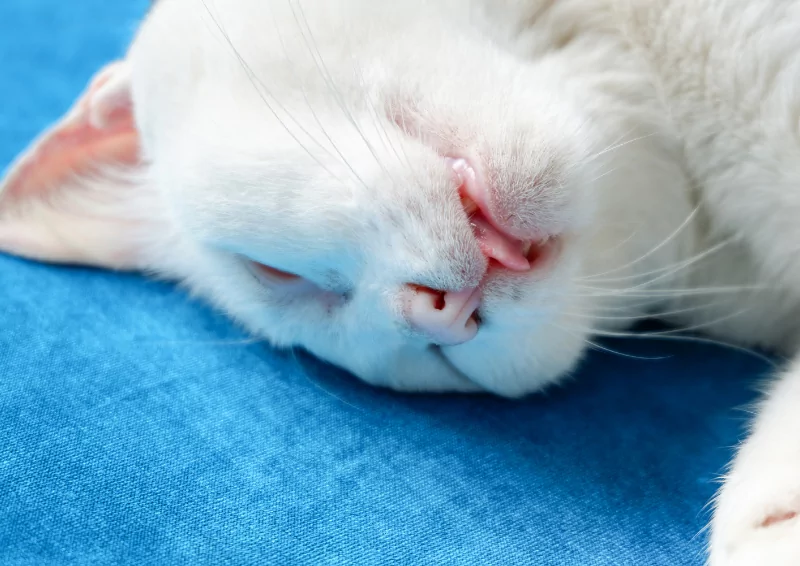 meo trang chet trong nha bao hieu dieu gi