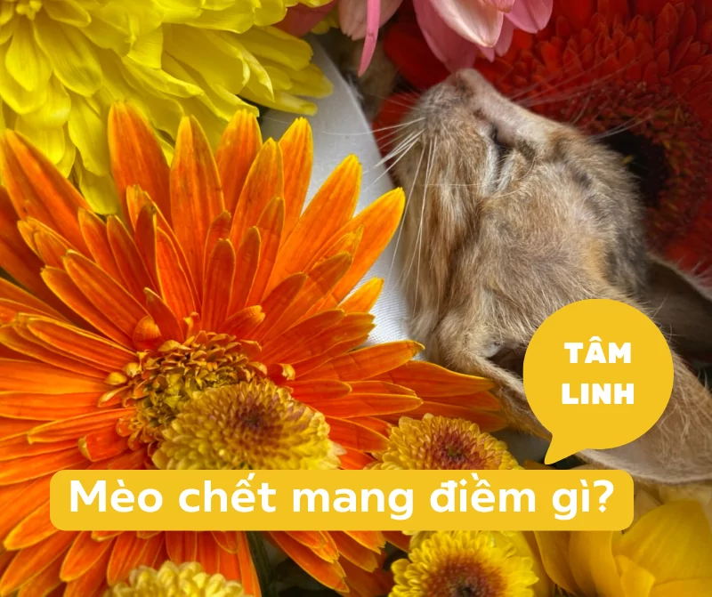 Mèo bị chết là điềm gì? Giải mã các báo hiệu, xui hay không?