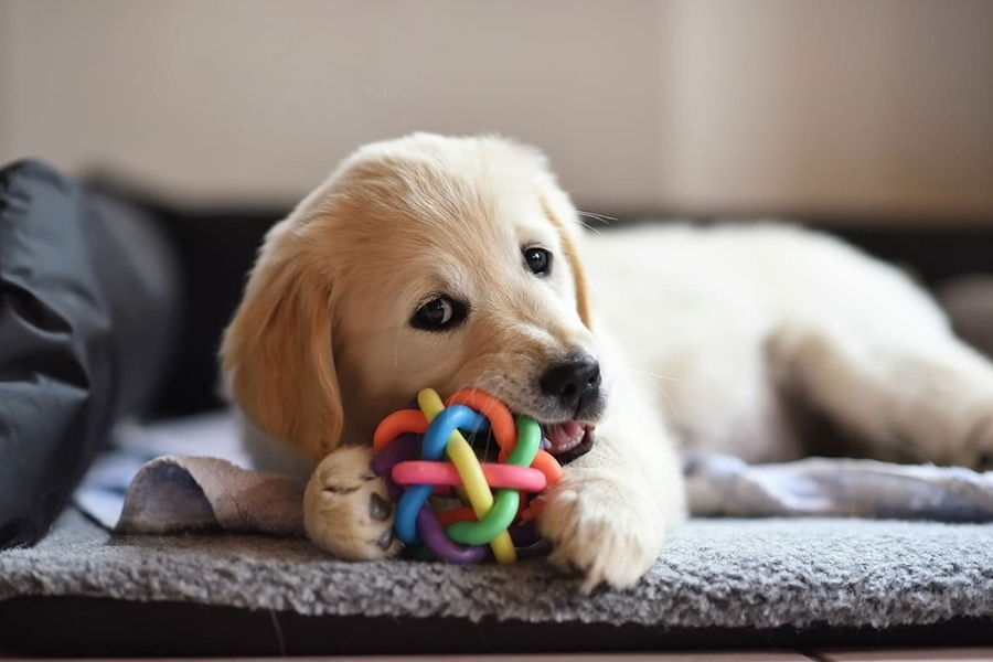 Khám phá vận mệnh người sinh giờ Tuất theo từng tuổi