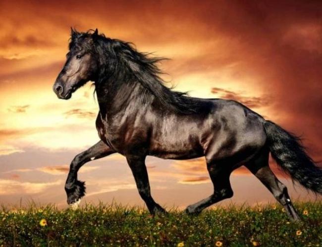 Nhâm Ngọ 2002 hợp tuổi nào?