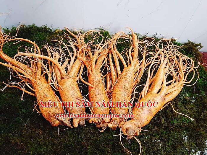 mua nhân sâm tươi hàn quốc loại 5 củ 1kg