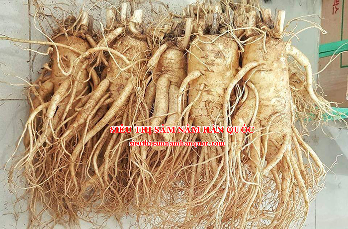 sâm củ tươi hàn quốc loại 5 củ 1kg đều đẹp ngâm rượu