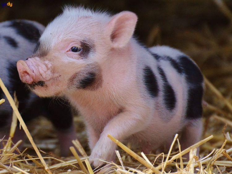 1995 bao nhiêu tuổi? Luận giải số mệnh, sự nghiệp, tình duyên của Ất Hợi