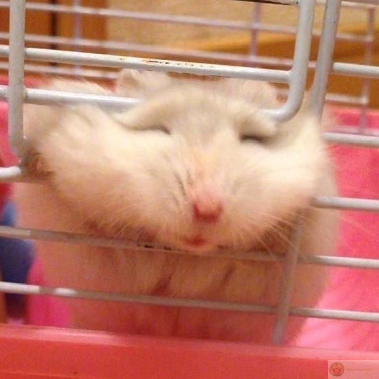 Những ảnh chế từ hamster cute lan tỏa nhanh chóng trên mạng xã hội